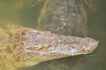 Crocodile Head With Closed Jaws Closeup Stock Photo