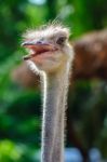 Ostrich Head Stock Photo