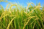 Rice Plantation Stock Photo