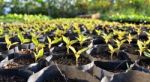 Young Seedlings In Small Pots Stock Photo