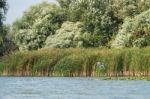 Grey Heron Flying Along The Danube Delta Stock Photo