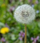 Dandelion Stock Photo