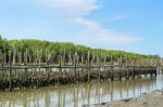 Oyster Farm Stock Photo