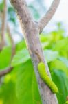 Worm On A Branch Stock Photo