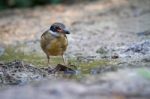 Mangrove Pitta Juvenile Stock Photo