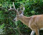 Beautiful Isolated Image Of A Wild Male Deer With The Horns Near The Green Bush Stock Photo