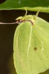 Gonepteryx Cleopatra  Butterfly Insect Stock Photo