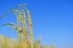 Paddy Rice Stock Photo