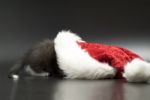 Kitten With Santa Hat Stock Photo