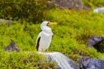 Nazca Booby In Galapagos Stock Photo