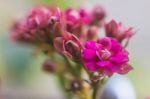 Colorful Small Flowers Of Kalanchoe Blossfeldiana Stock Photo