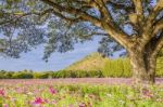 Big Tree In Pink Field Stock Photo