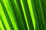 Abstract Of Palm Leaf Stock Photo