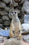 Meerkat Standing Alert And Watchful Stock Photo