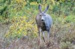 Mule Deer (odocoileus Hemionus) Stock Photo