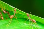 Weaver Ants Or Green Ants (oecophylla Smaragdina) Stock Photo