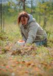 Picking Berries Stock Photo