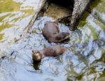 Asian Small-clawed Otter Stock Photo