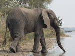 African Elephant  Stock Photo