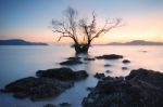 Mangrove Trees Sunset Stock Photo