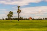 Rice Field With Trees And Building Stock Photo