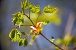 Spring Foliage. Young Green Leaves Stock Photo