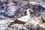 Nazca Booby In Galapagos Stock Photo