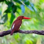 Male Red-bearded Bee-eater Stock Photo