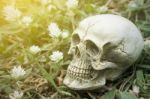 Still-life Of Human Skull On Grass And White Flowers Stock Photo