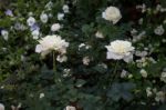 Beautiful White Rose Flower In The Garden Stock Photo