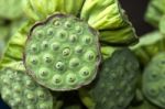 Lotus Seed Stock Photo