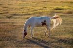 Backlit Horse At Sunset Stock Photo