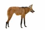 Maned Wolf Stock Photo