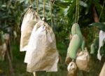 Fresh Mango On Tree Stock Photo