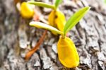 Orchid Growing On Tree Stock Photo