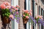 Pink Geraniums Hanging At Facade Stock Photo