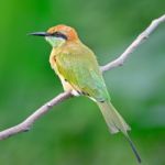 Little Green Bee-eater Stock Photo