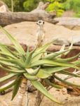 One Meerkat Looking Around Stock Photo