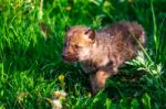 Gray Wolf Cubs In A Grass Stock Photo