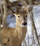 Beautiful Isolated Portrait Of A Cute Wild Deer In The Snowy Forest Stock Photo