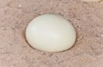 Ostrich Egg On Sand Stock Photo