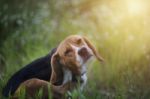 Beagle Dog  In The Wiild Flower Field Stock Photo