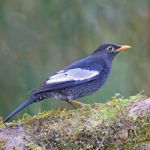 Male Grey-winged Blackbird Stock Photo