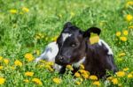 Newborn Calf Lying In Green Meadow With Yellow Dandelions Stock Photo