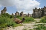 A Camel Is Sitting Among The Fairy Chimneys In Cappadocia On The Grass In Turkey Stock Photo