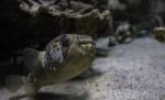 Blow Fish Swimming Above The Ground Stock Photo