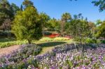 The Flowers In The Royal Agricultural Station Inthanon Stock Photo