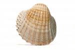 Half Scallop Shell Stock Photo