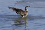 The Cackling Goose Power Stock Photo