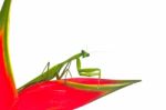 Praying Mantis Stock Photo